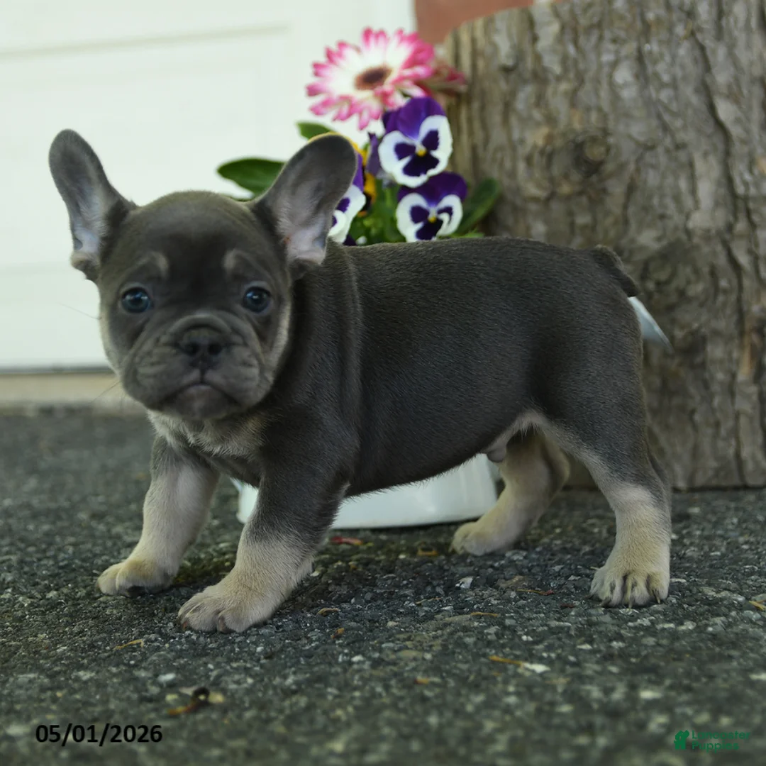 French Bulldog dogs for sale: Skippy - Ad 2