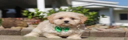 Shihpoo dogs for sale: Trandon - Ad 3
