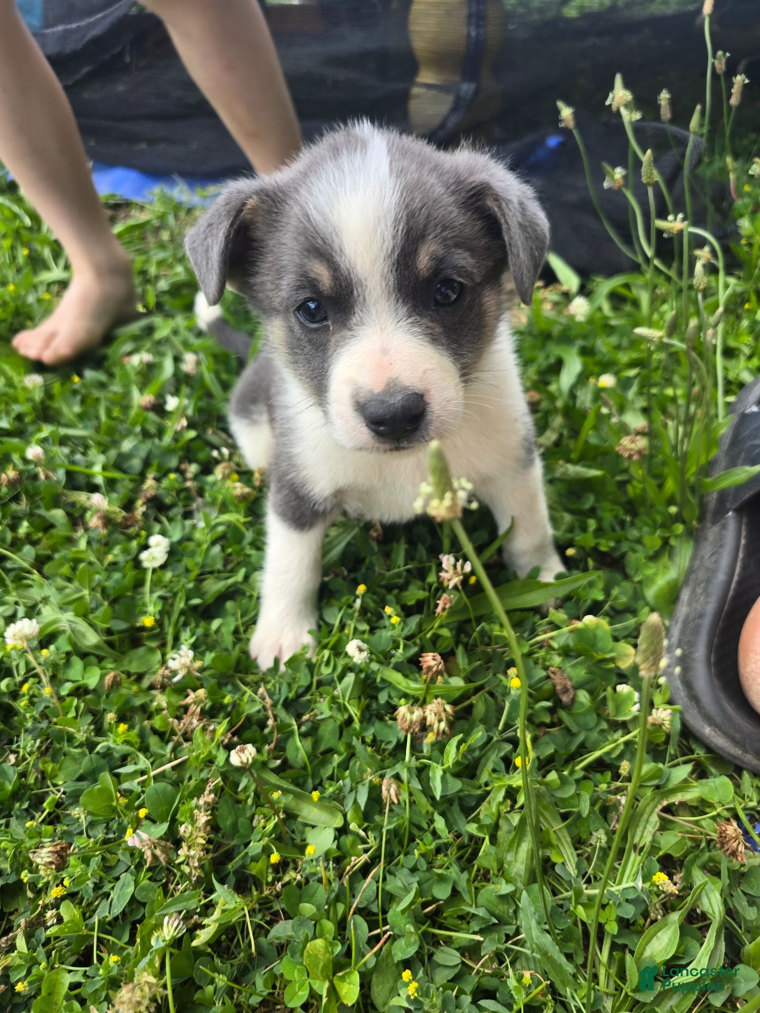Mixed Breed dogs Grey - Ad 26