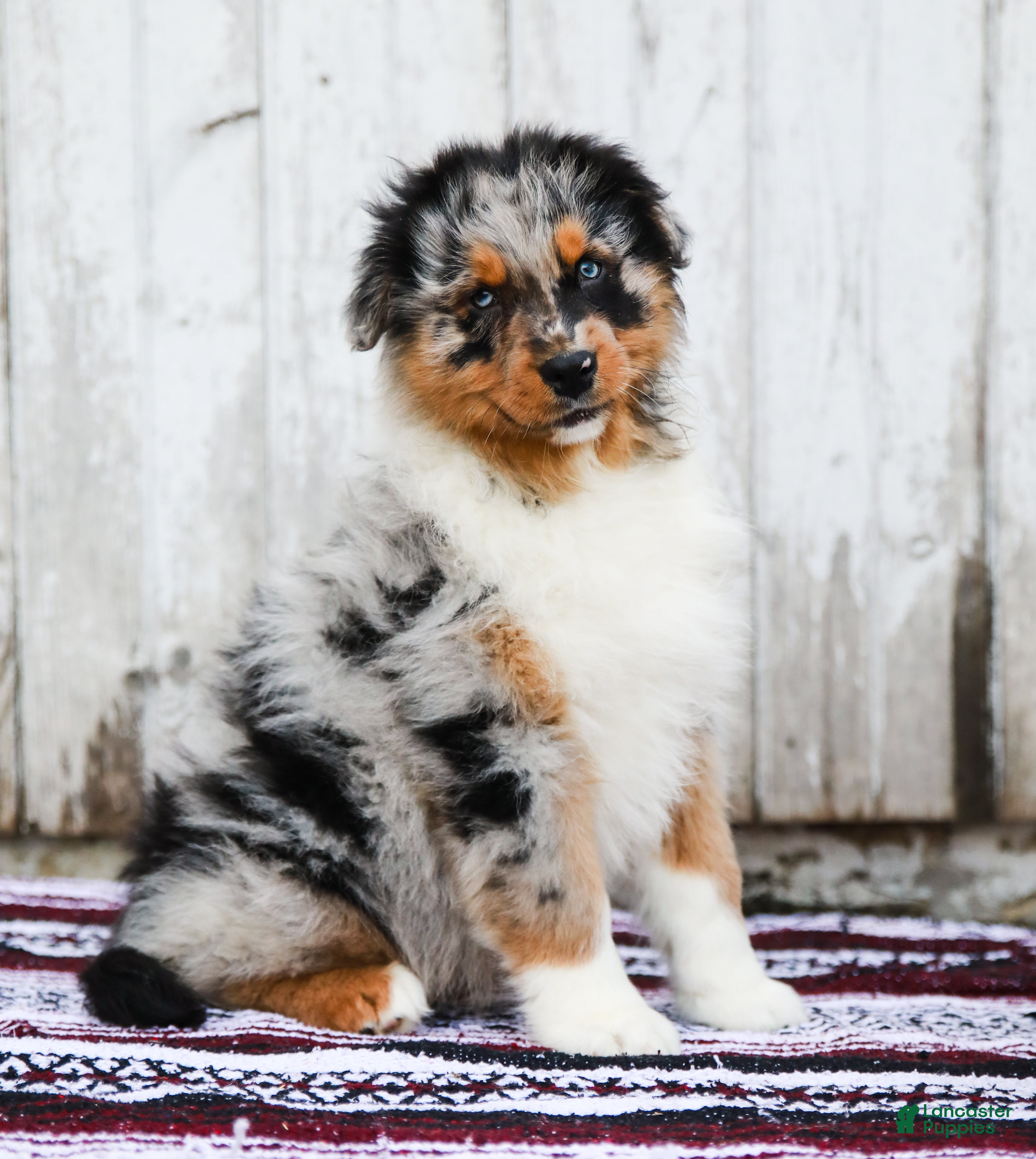 Australian Shepherd dogs Reggie - Ad 1