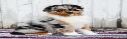 Australian Shepherd dogs for sale: Reggie - Ad 1