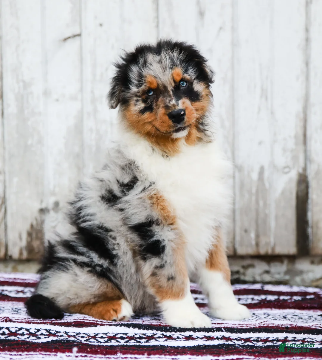 Australian Shepherd dogs for sale: Reggie - Ad 1
