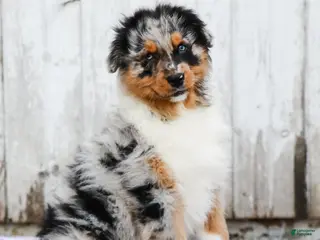 Australian Shepherd dogs for sale: Reggie - Ad 1