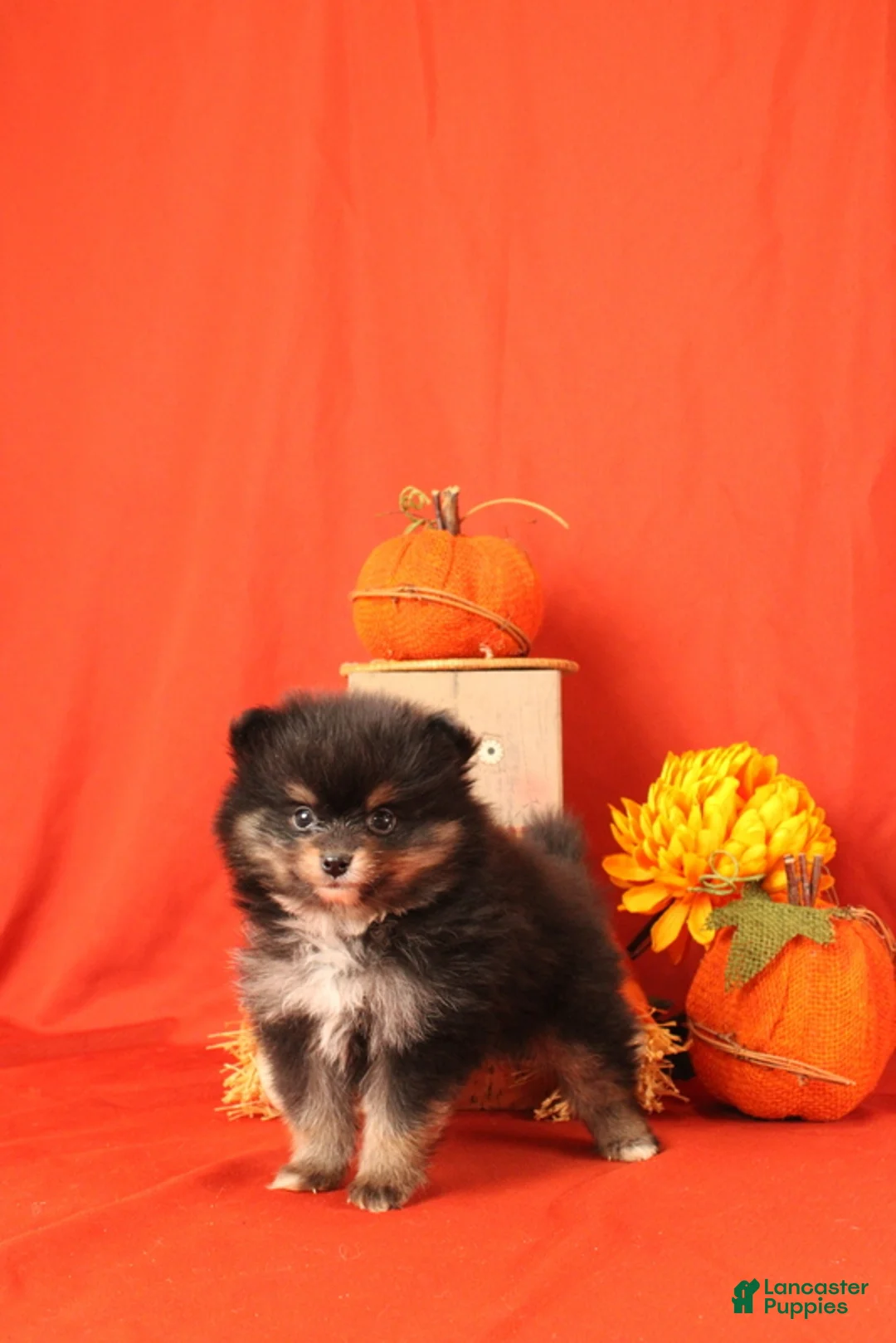 Pomeranian dogs for sale: Karson - Ad 4