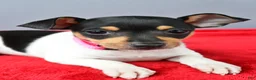Toy Fox Terrier dogs for sale: Dixie - Ad 7