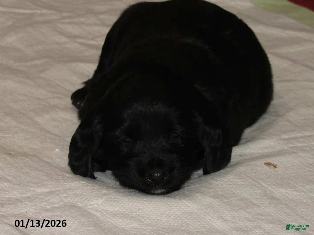 Labradoodle dogs for sale: Milo - Ad 10