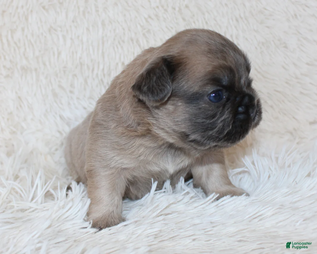 French Bulldog dogs for sale: Fluffy Louie - Ad 8