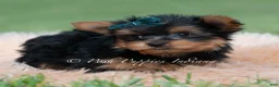 Yorkshire Terrier dogs for sale: Trinket - Ad 6