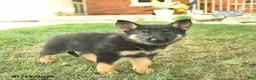 German Shepherd dogs for sale: Twinkle  - Ad 5