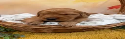 Golden Retriever dogs for sale: Hazel - Ad 3