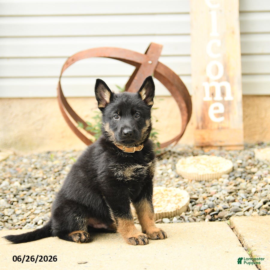 German Shepherd dogs Leslie - Ad 1