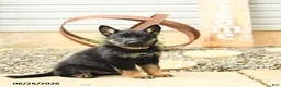 German Shepherd dogs for sale: Leslie - Ad 1
