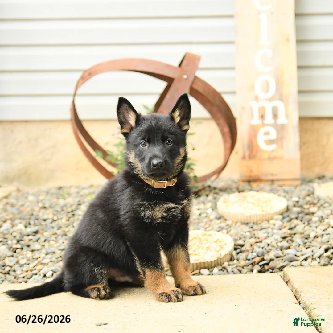 German Shepherd dogs for sale: Leslie - Ad 1