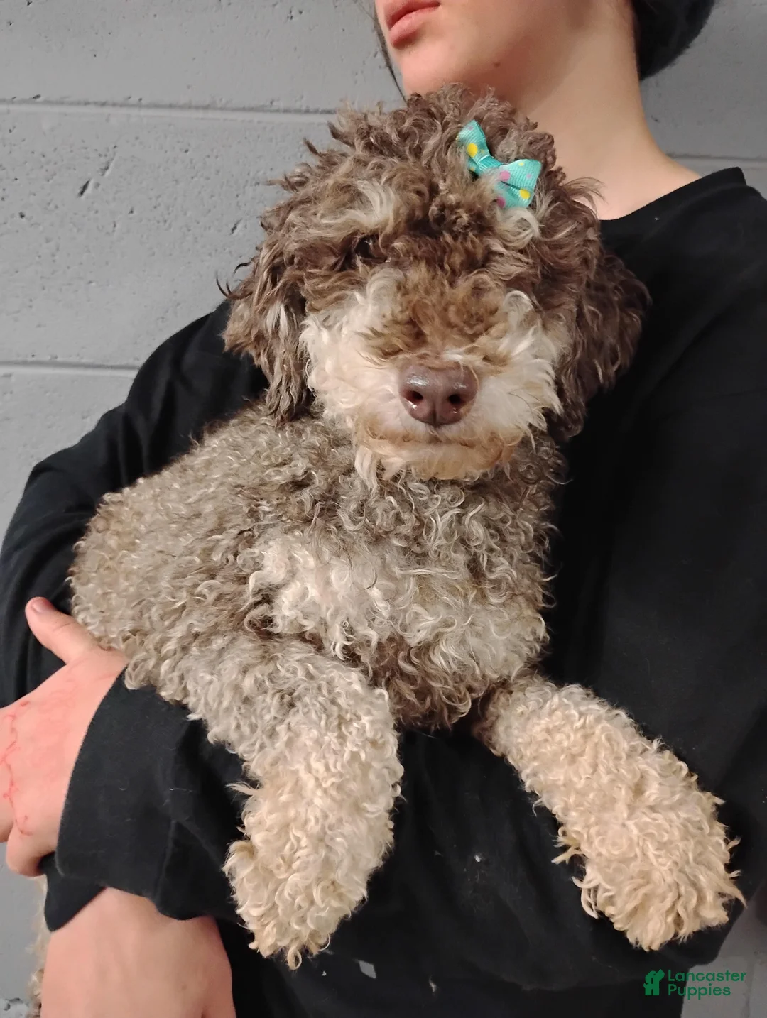 Miniature Poodle dogs for sale: AKC Ojji - Ad 12