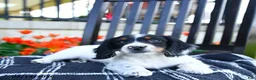 Miniature Dachshund dogs for sale: Dozer - Ad 3