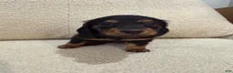 Miniature Dachshund dogs for sale: Miniature Dachshund 1 - Ad 4