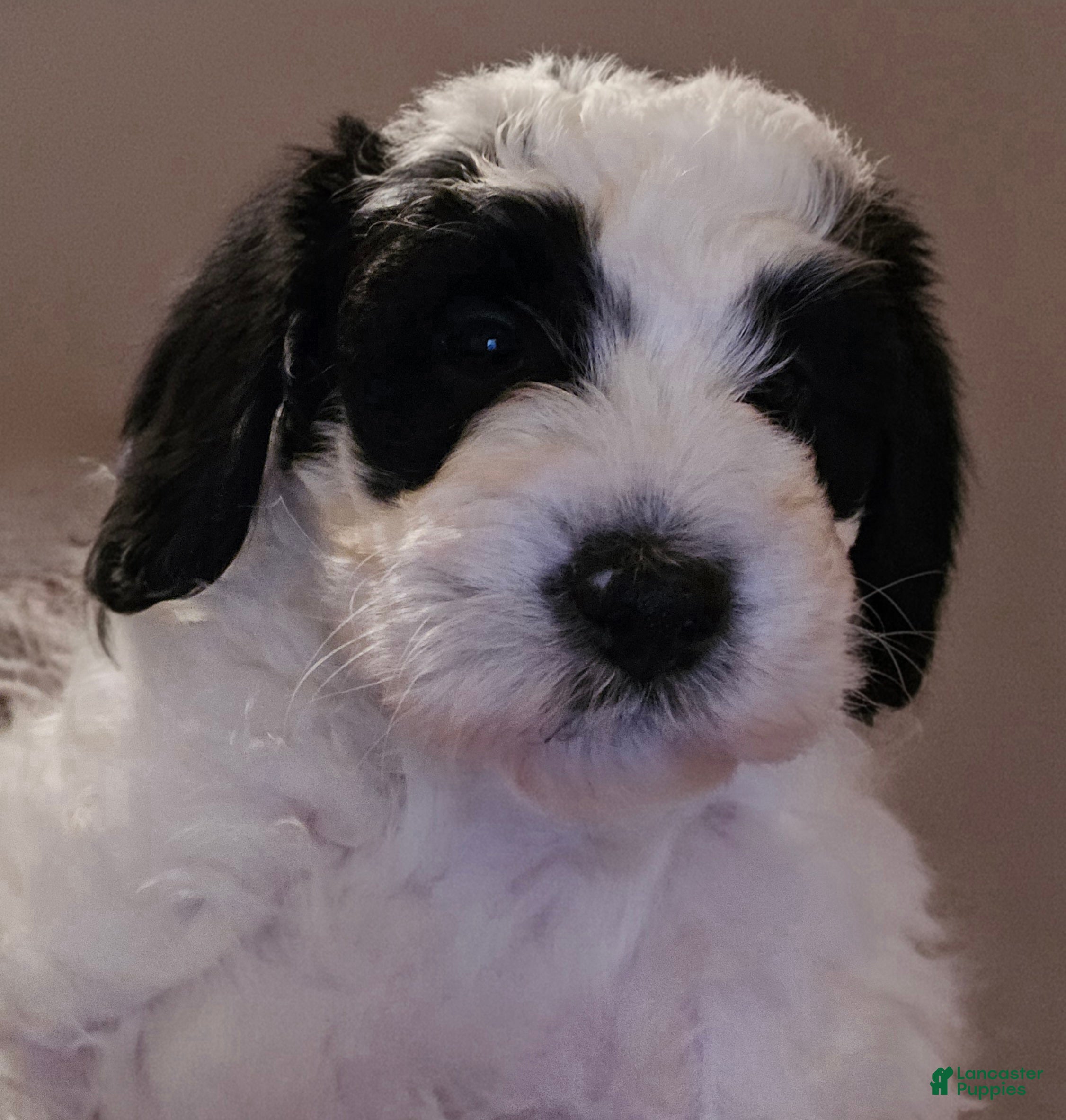 Mini Bernedoodle dogs Oakley - Ad 13