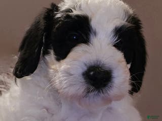 Mini Bernedoodle dogs Oakley - Ad 7