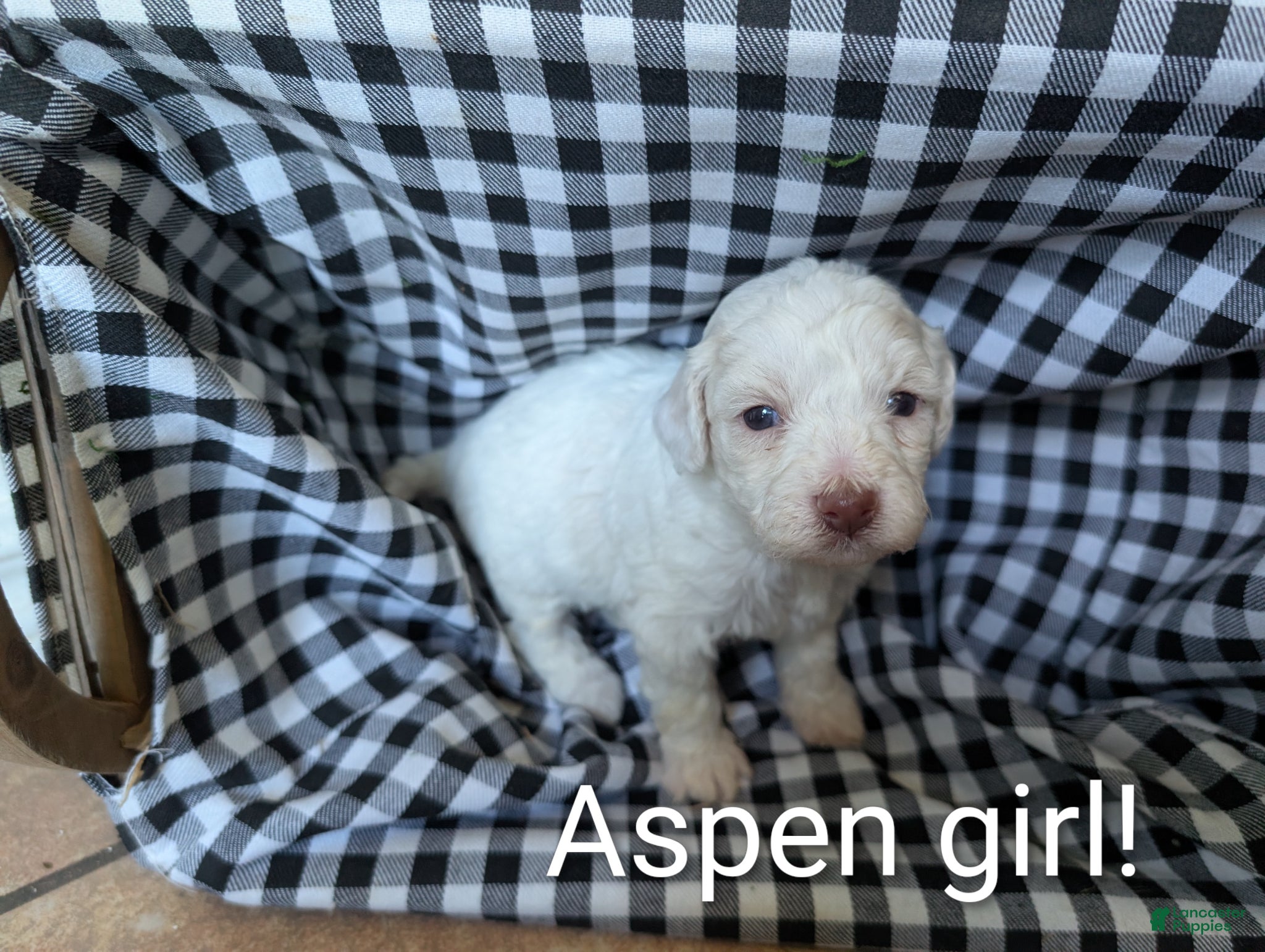 Bichpoo dogs for sale: Aspen - Ad 4