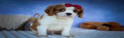 Cavalier King Charles Spaniel dogs for sale: Princeton🐶 - Ad 7