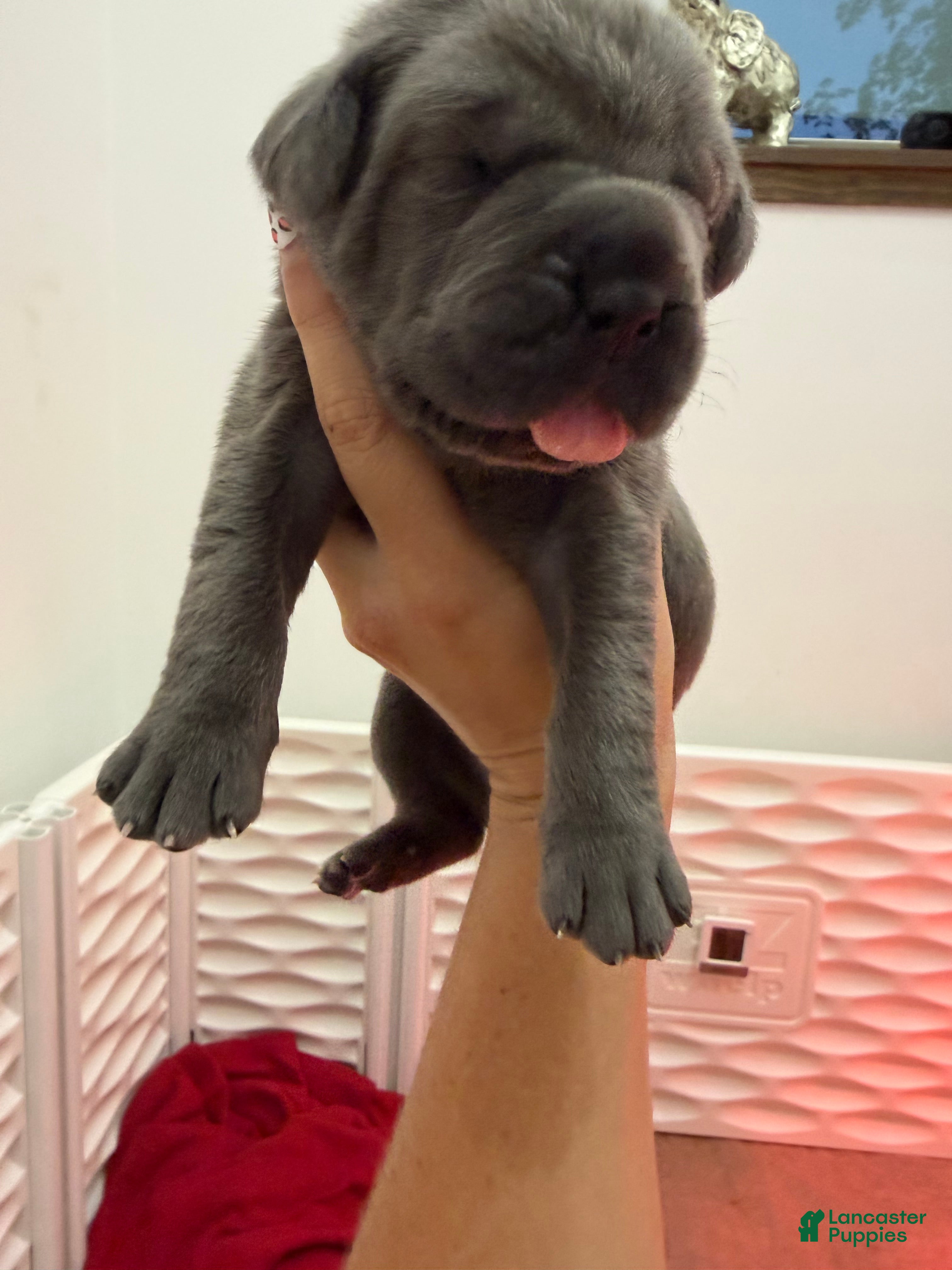 Cane Corso dogs Teal Collar - Maria - Ad 1