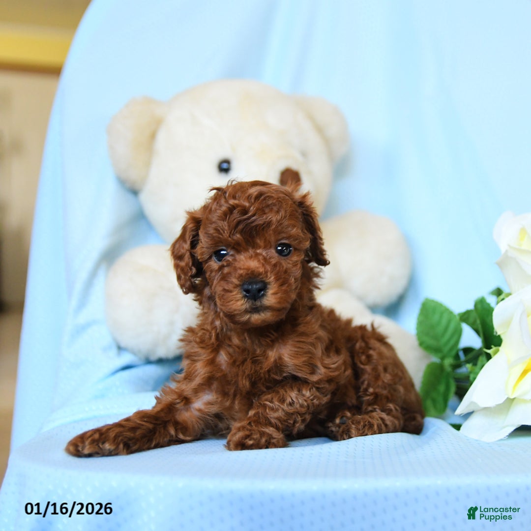 Toy Poodle dogs for sale: Woody - Ad 2