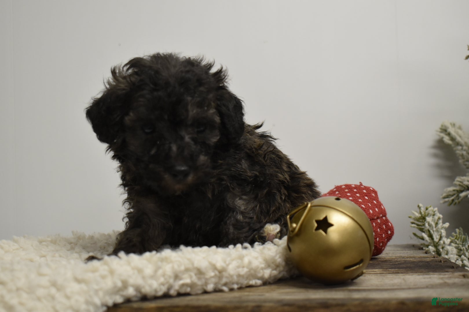 Toy Poodle dogs Brielle - Ad 37