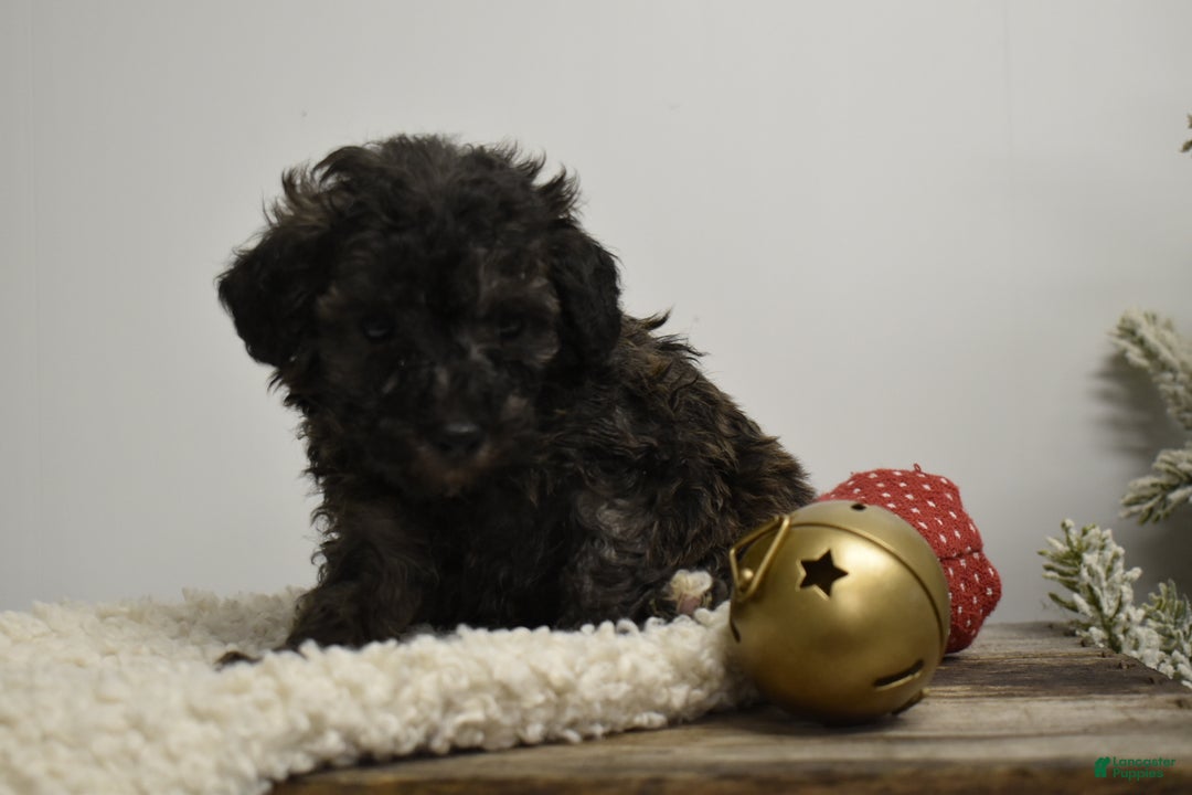 Toy Poodle dogs for sale: Brielle - Ad 4