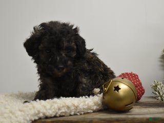 Toy Poodle dogs Brielle - Ad 21