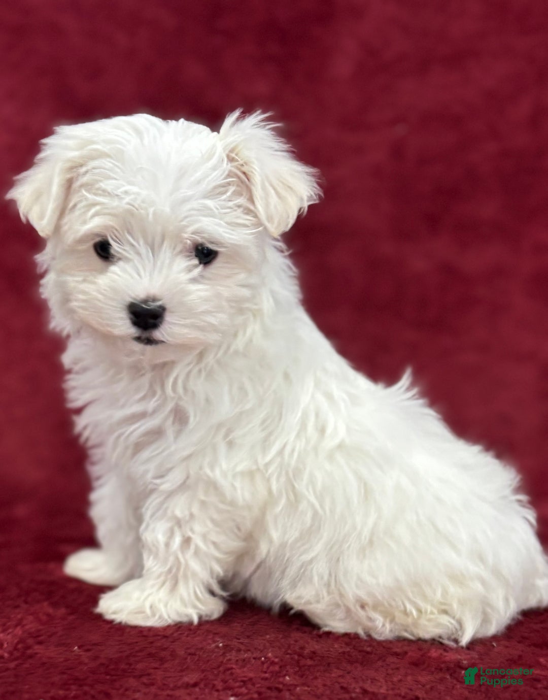 Maltese dogs for sale: Joy - Ad 3