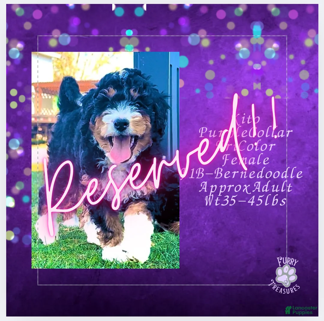 Mini Bernedoodle dogs for sale: Kian “Blue Collar” Male - Ad 53