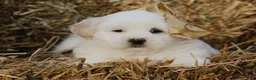 Lhasa Apso dogs for sale: Hunter - Ad 4