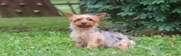 Yorkshire Terrier dogs for sale: Lola - Ad 10