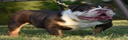 Mixed Breed dogs for sale: Diesel - Ad 27