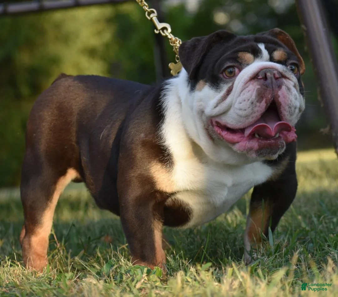 Mixed Breed dogs for sale: Diesel - Ad 27