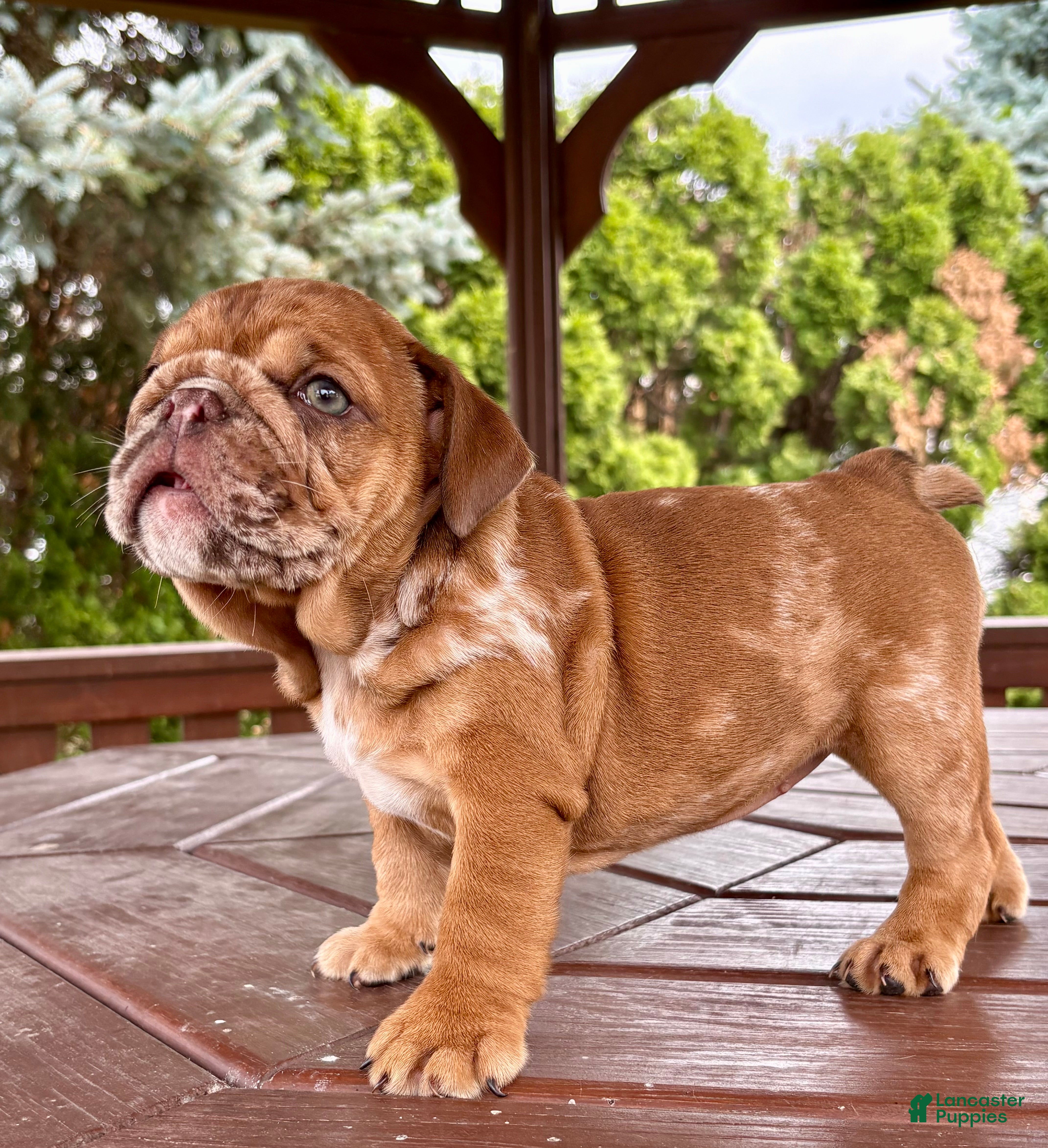 English Bulldog dogs English Bulldog 3 - Ad 1