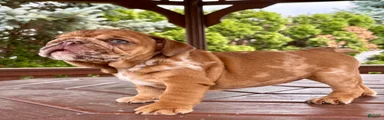 English Bulldog 3