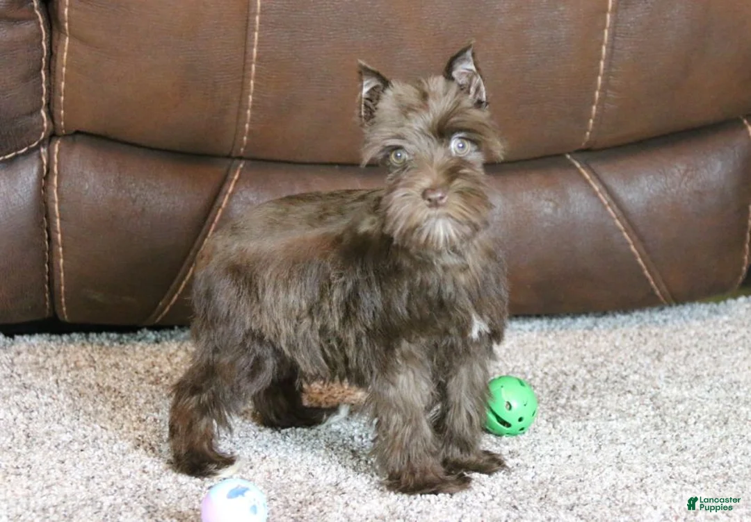 Miniature Schnauzer dogs for sale: Millie - Ad 2