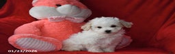 Bichpoo dogs for sale: Joy - Ad 4