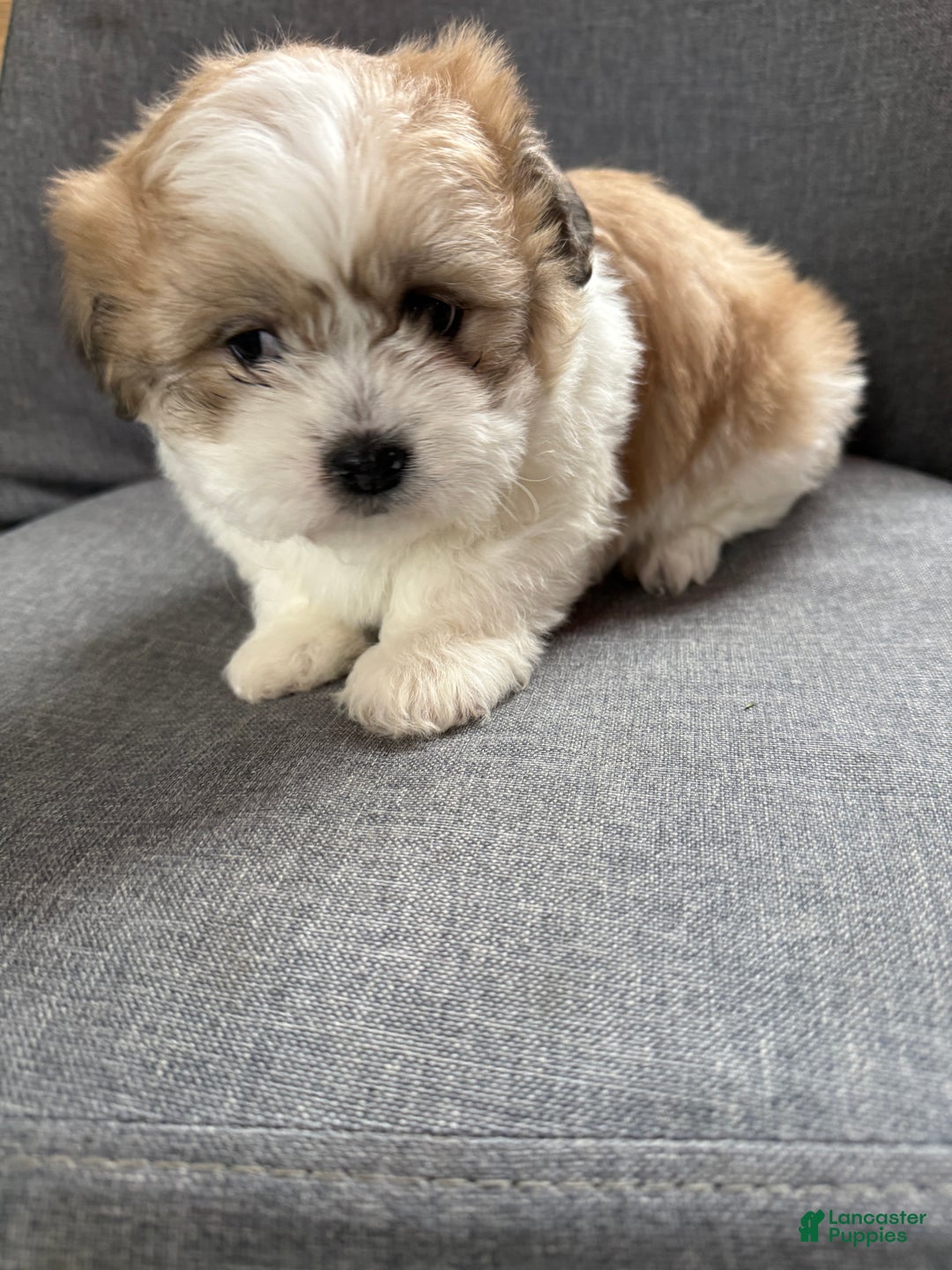 Teddy Bear dogs for sale: Sally - Ad 6