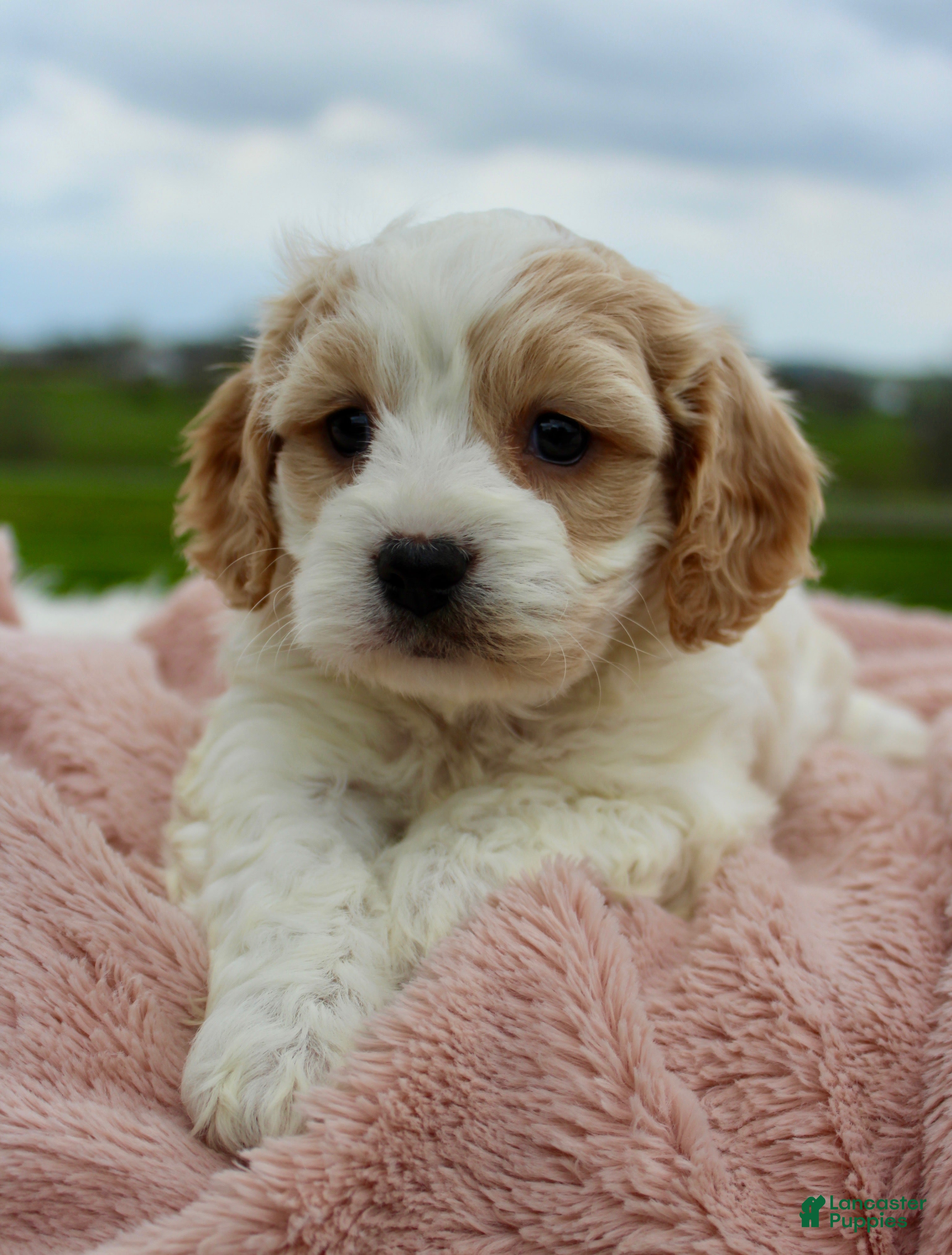 Cavachon dogs Cavachon Girl 1 - Ad 1