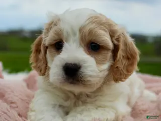 Cavachon dogs Cavachon Girl 1 - Ad 1