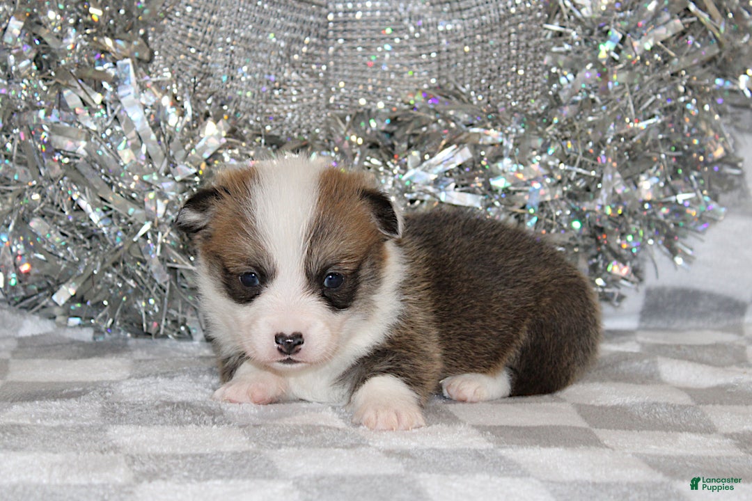 Welsh Corgi Pembroke dogs for sale: Brady - Ad 2