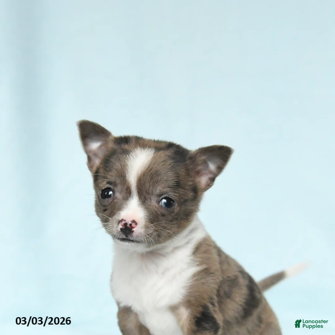 Chihuahua dogs for sale: Boxer - Ad 3