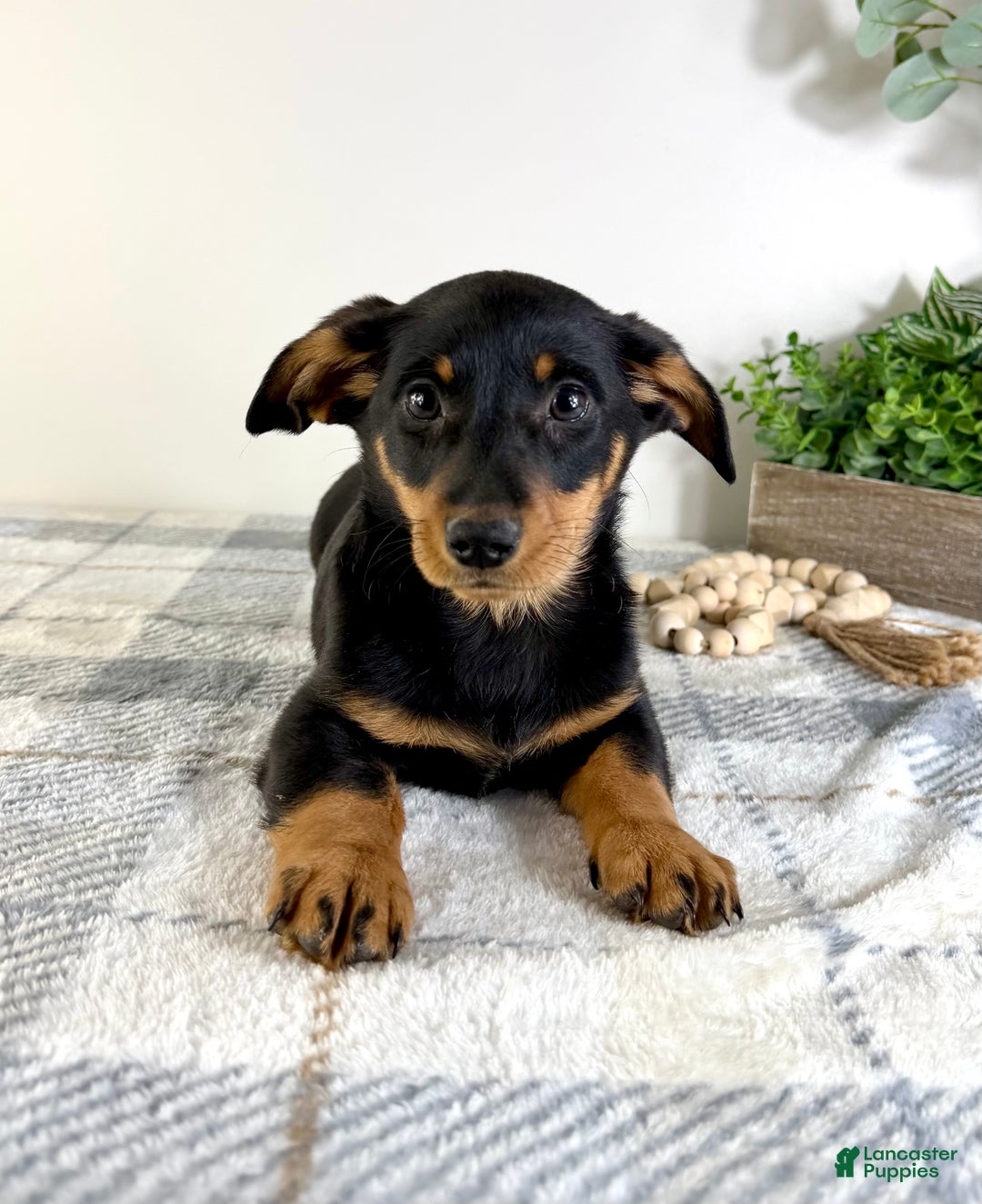 Mixed Breed dogs for sale: Dayton - Ad 4