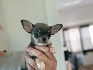 Chihuahua dogs Blue Teacup - Ad 41