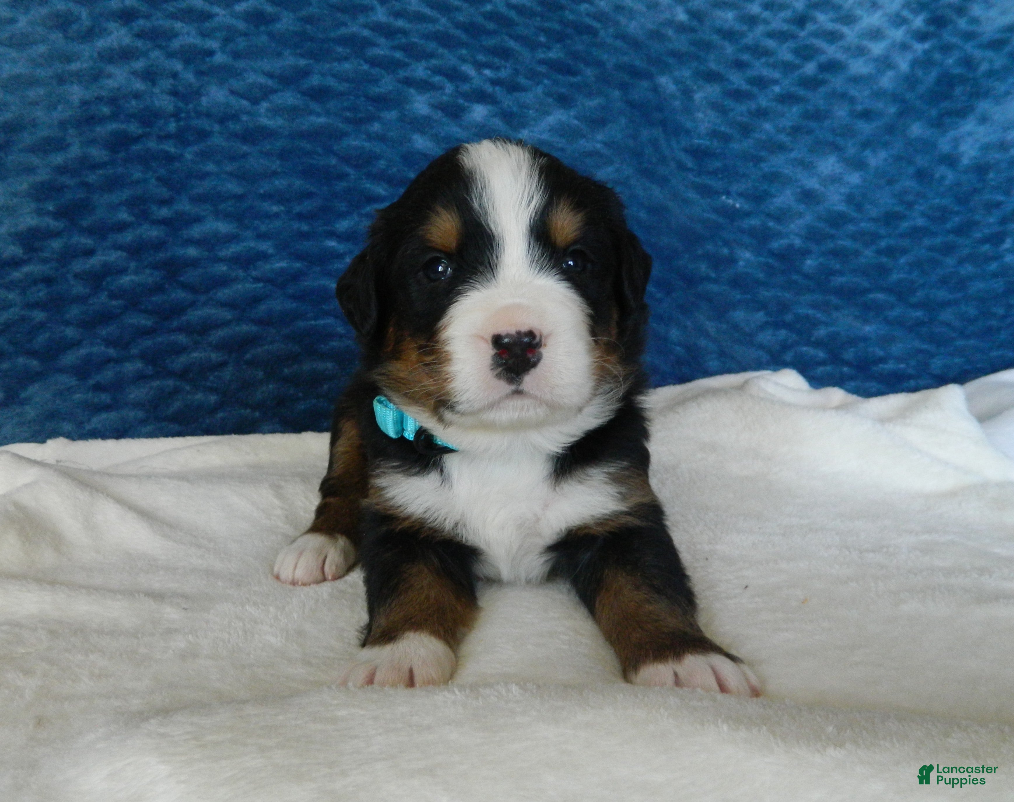 Bernese Mountain Dog dogs Boone - Ad 28