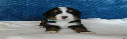 Bernese Mountain Dog dogs for sale: Boone - Ad 1
