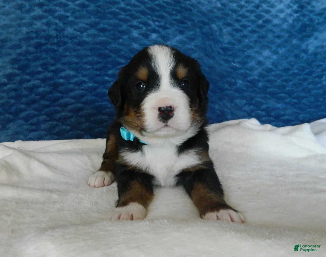 Bernese Mountain Dog dogs for sale: Boone - Ad 1