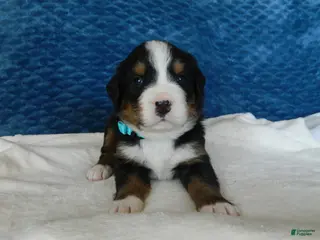 Bernese Mountain Dog dogs Boone - Ad 31